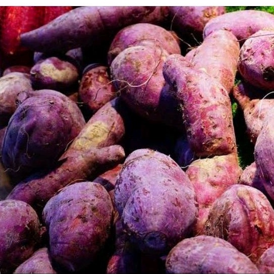 

Ubi Ungu 1Kg