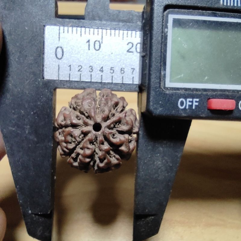 rudraksha mukhi 8 18 mm up