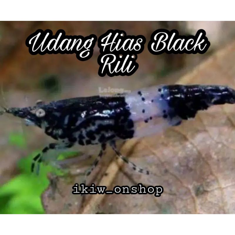 

udang hias black rili