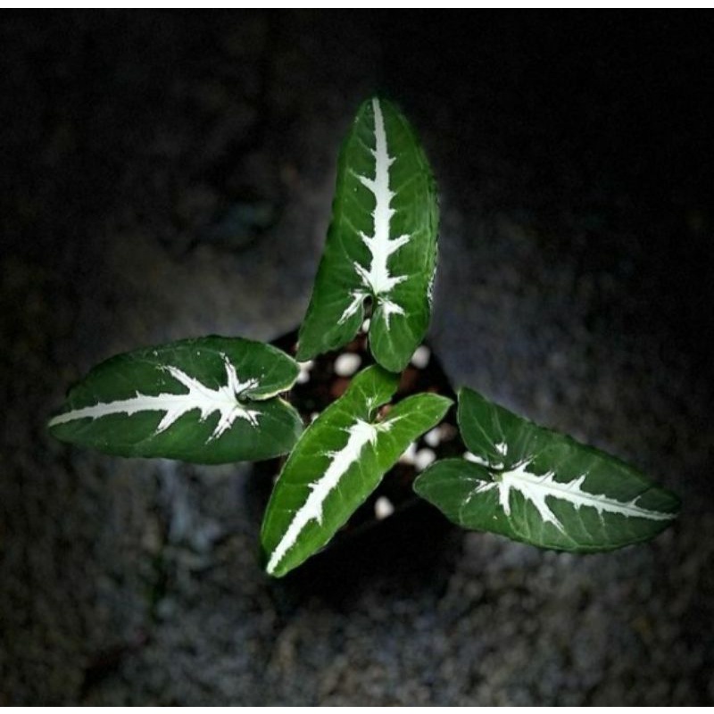 SYNGONIUM WENDLANDII