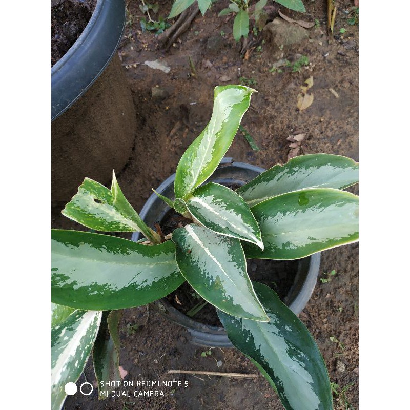 agronema hijau putih garis