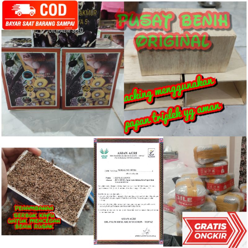 Paket isi 2 bibit kecambah sawit sriwijaya sj5 + sertifikat benih unggul