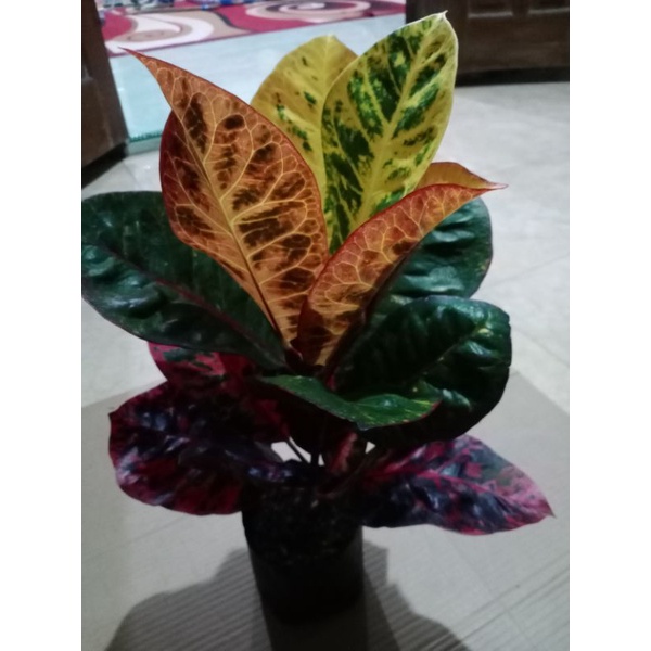 Tanaman Hias Puring Ayu Ting Ting Subur