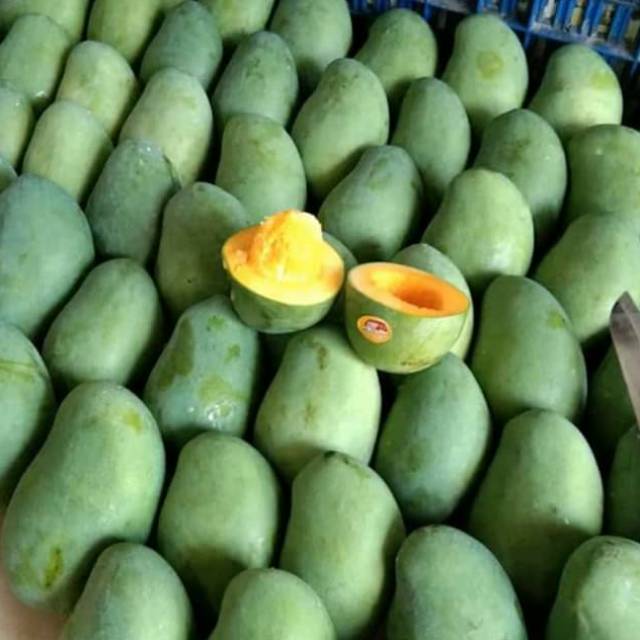 

1kg Mangga Alpukat clonal 21