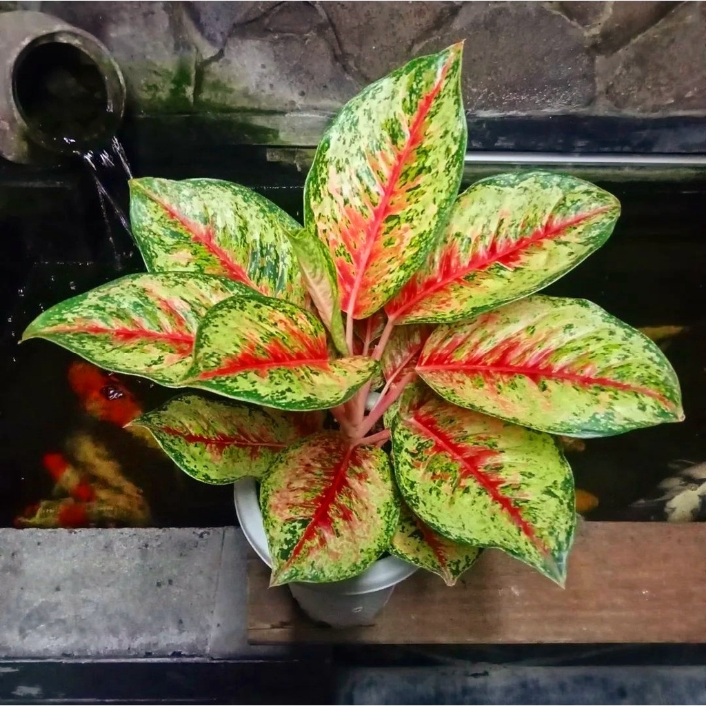 Aglonema Sweet Dream Tanaman Aglonema Hidup Bunga Aglonema Tanaman Aglonema Murah Bukan Bonggol