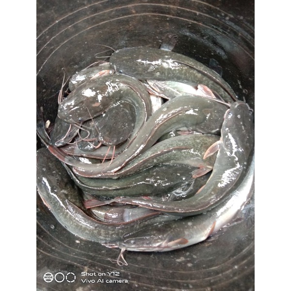 

ikan lele