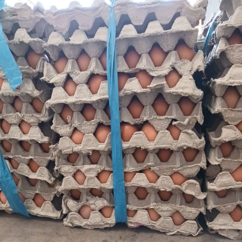 

TELUR AYAM FARM KEDIRI DIJUAL PER IKAT