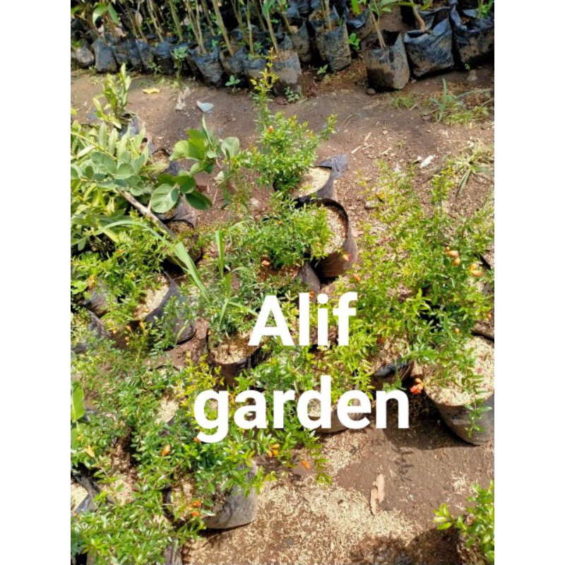 bibit delima merah super