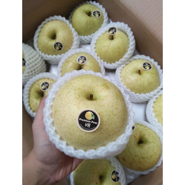 

BUAH GOLDEN PEAR PENGHILANG PANAS DALAM TERMURAH MANTAP