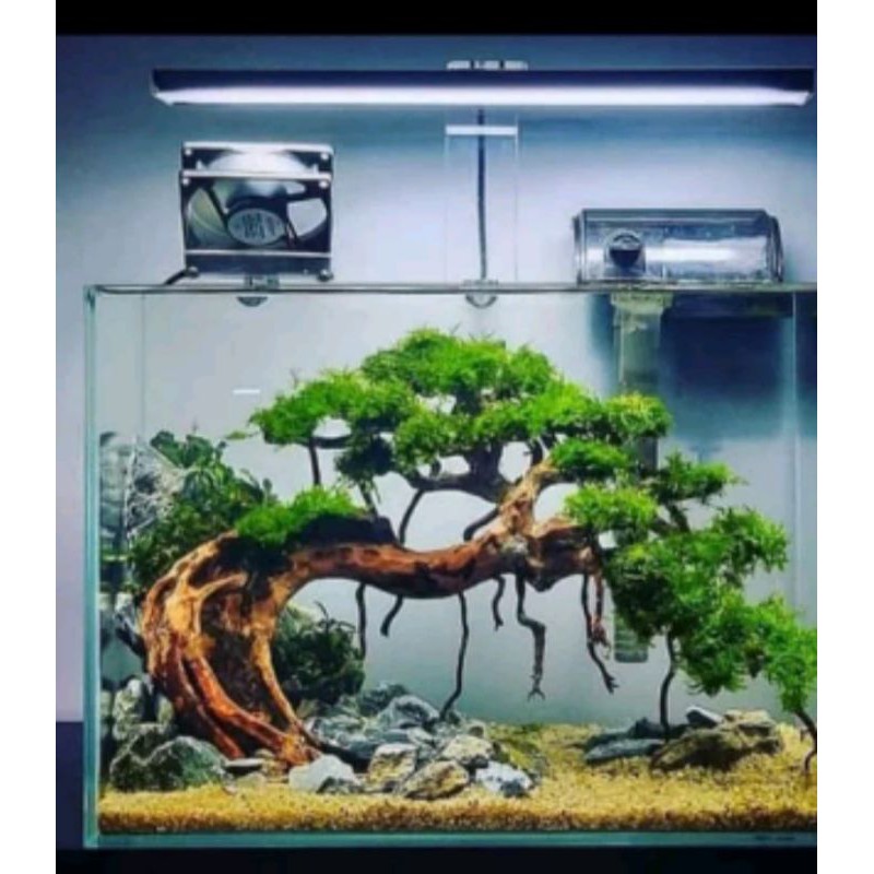 Bonsai miring hiasan aquarium