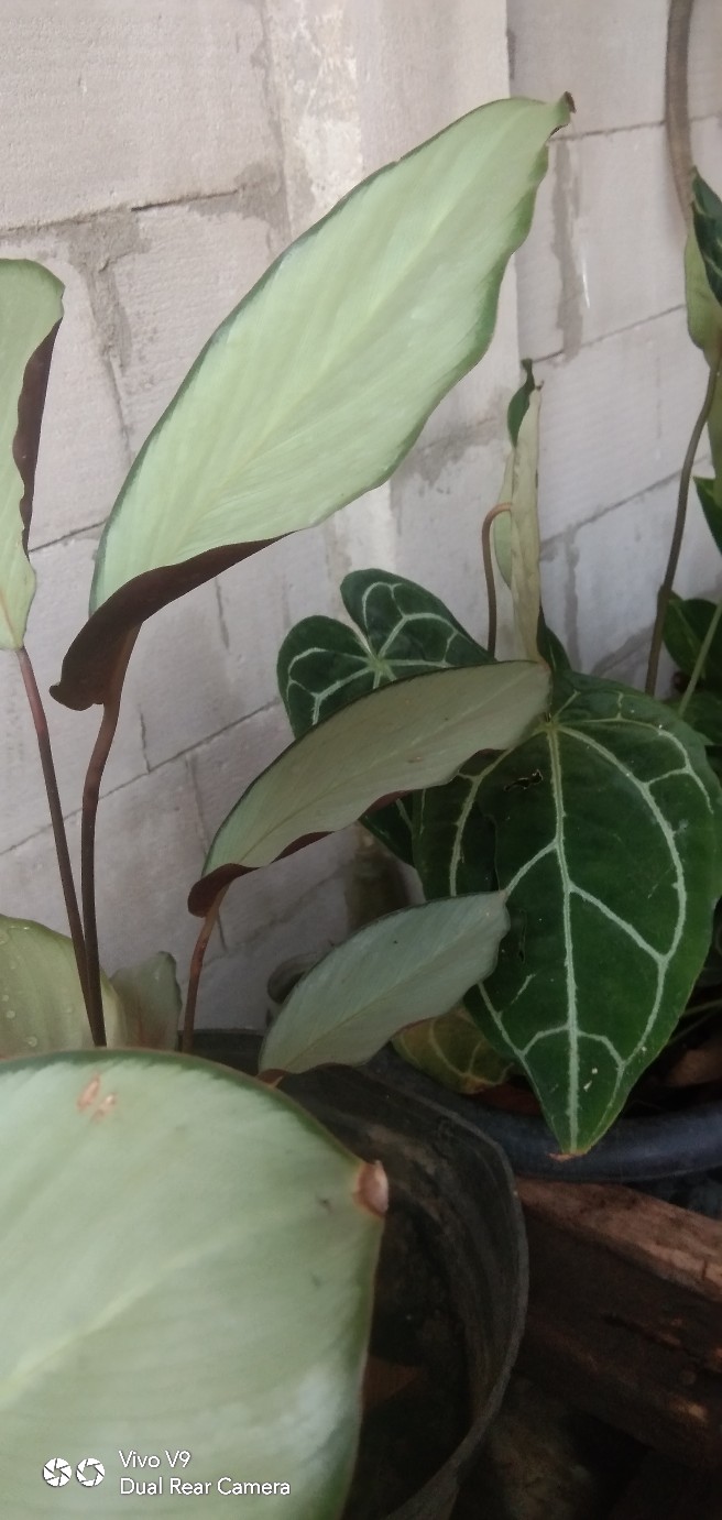 Tanaman Indoor Chalatea Compact Star Kalatea