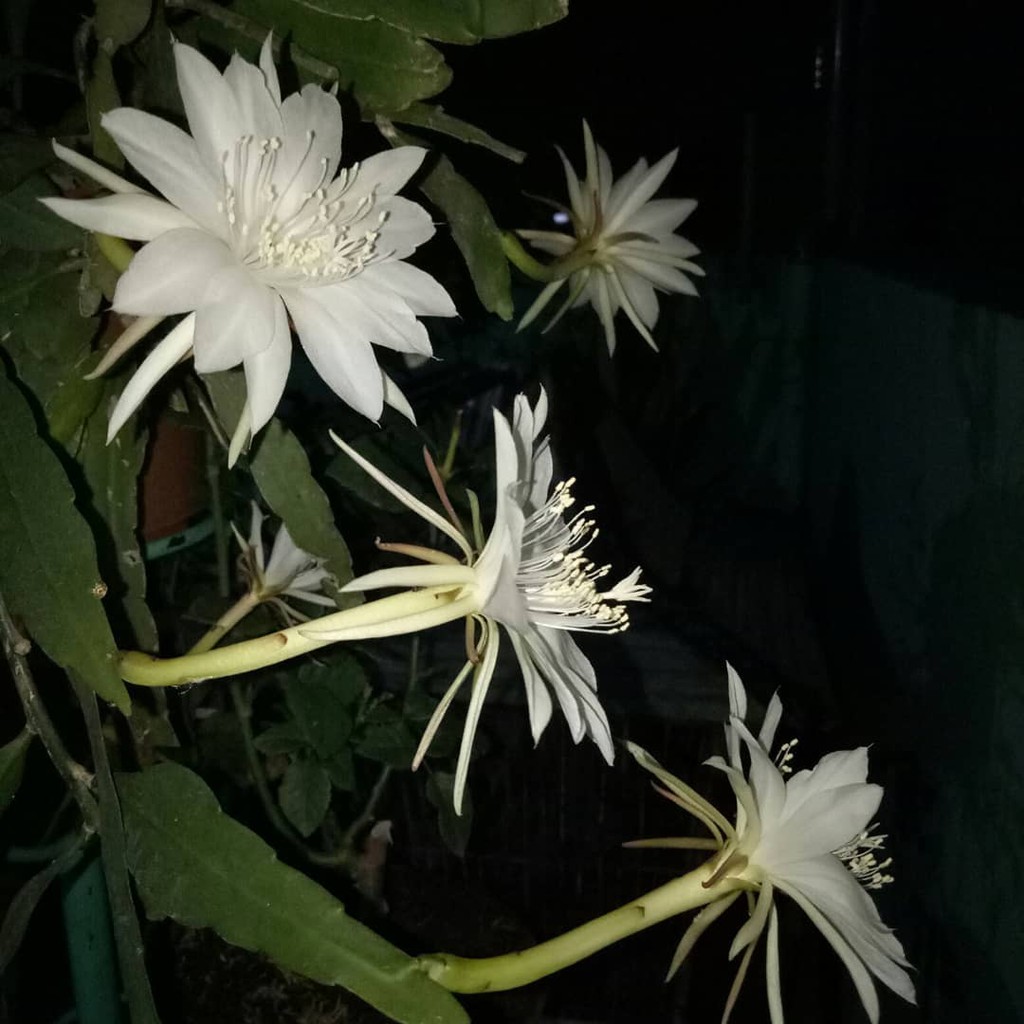 WIJAYA KUSUMA PUTIH BUNGA MINI