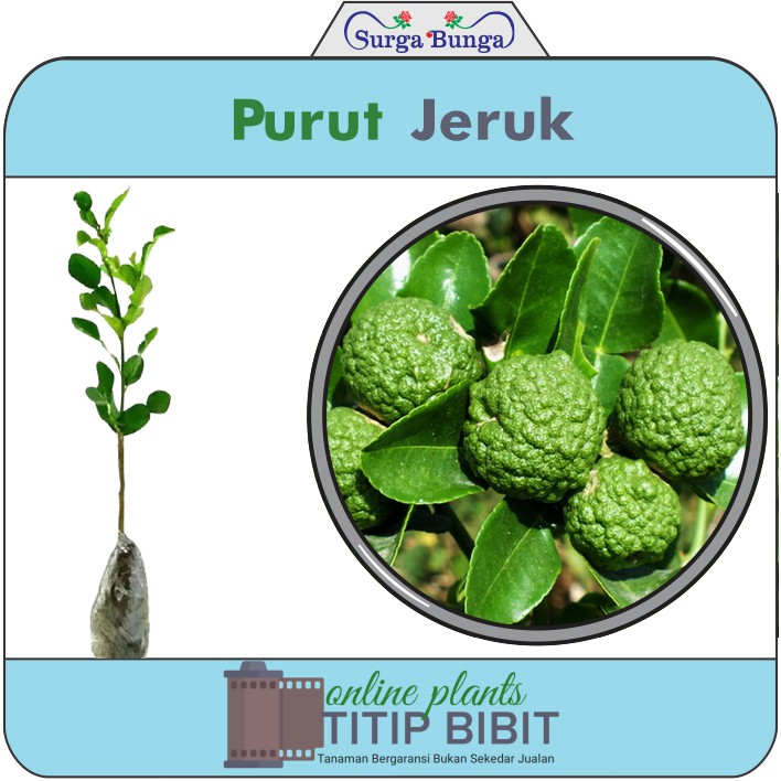 jeruk purut tanaman bibit buah