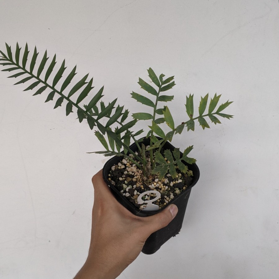 Encephalartos Horridus seedling + Tunas Anak