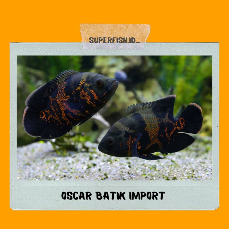 Ikan Oscar Batik Import