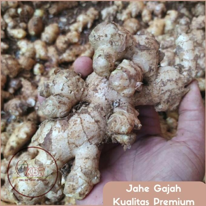 

PROMO JAHE GAJAH/JAHE PUTIH LOKAL/JAHE SAYUR - 1/2Kg & 1Kg MURAH