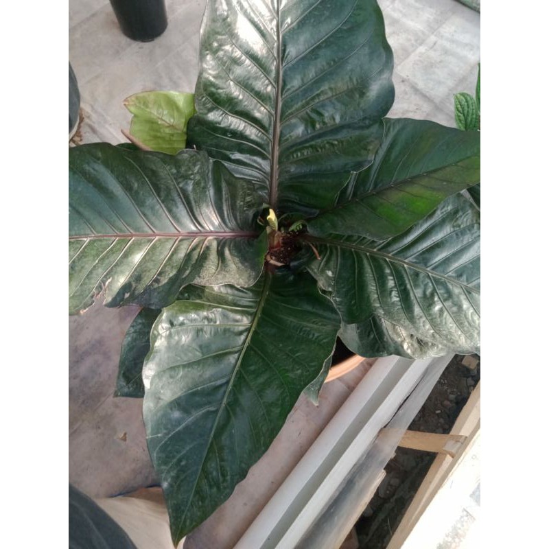 antorium black beuty