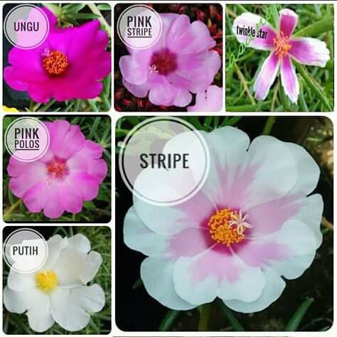 Krokot jenis Giant/Bunga lebar