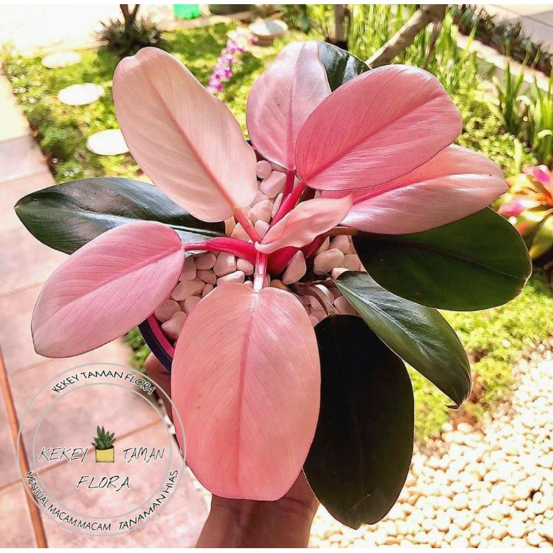 Tanaman Hias Philodendron Pink Congo - Philodendron Pink Congo