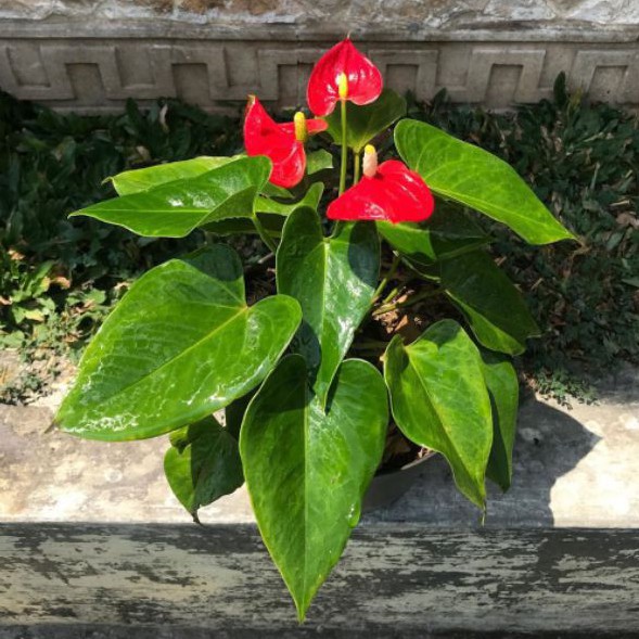 Anthurium Bunga / Anthurium Mickey Mouse