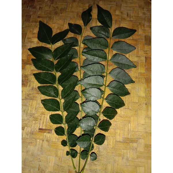 

daun kari segar atau daun salam koja curry leaf