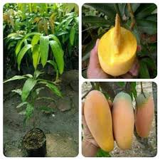 MANGGA CHOKANAN