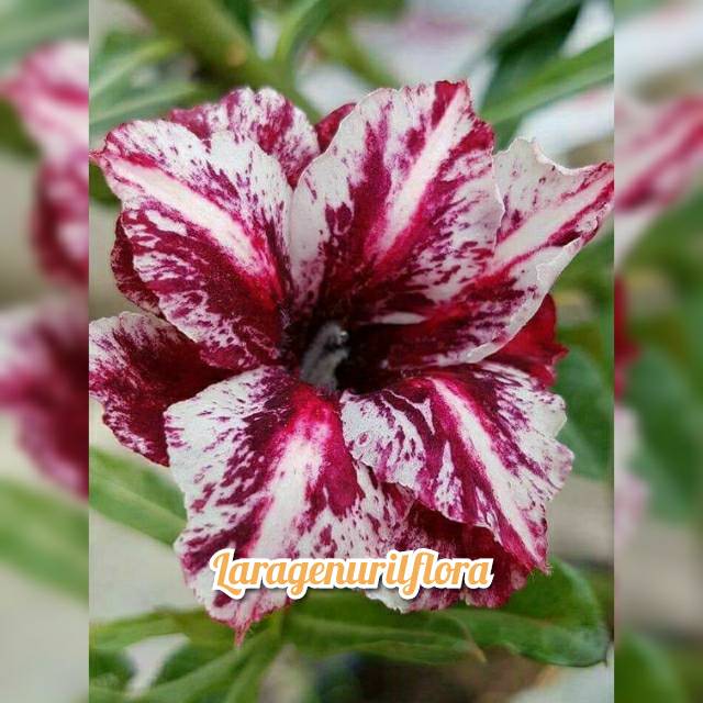 

Bibit Bunga Kamboja adenium Jepang,MODELZ