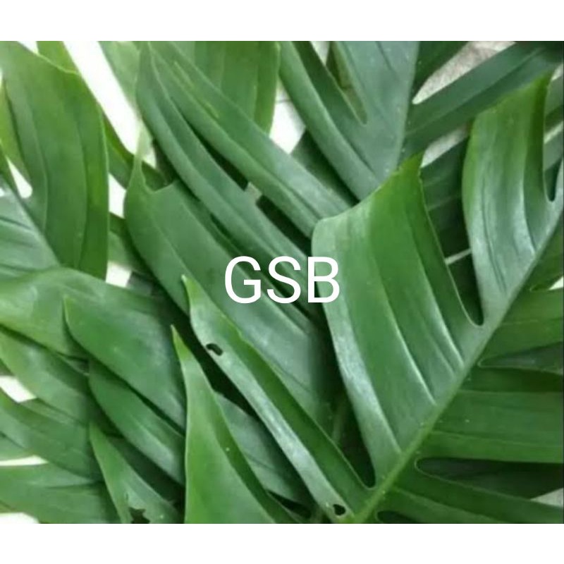 

Daun ekor naga segar 1 kg petik langsung