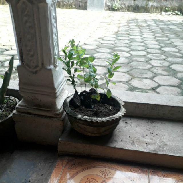 Paket 5 Bibit Tanaman Bidara Bibit Benih Tanaman Daun Biadara Arab