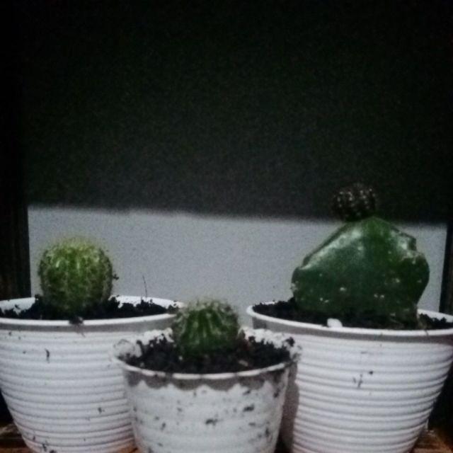 Ownroot Murah (bisa Pilih Kode)