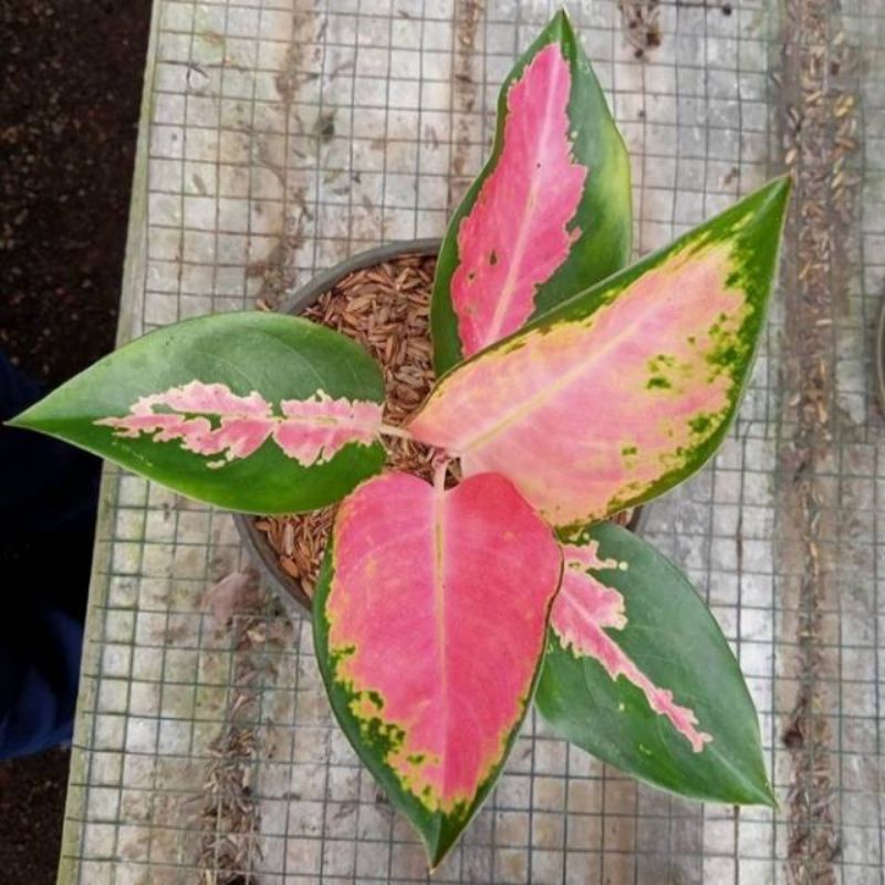 red kocin aglonema remaja red kocin 3-5 daun