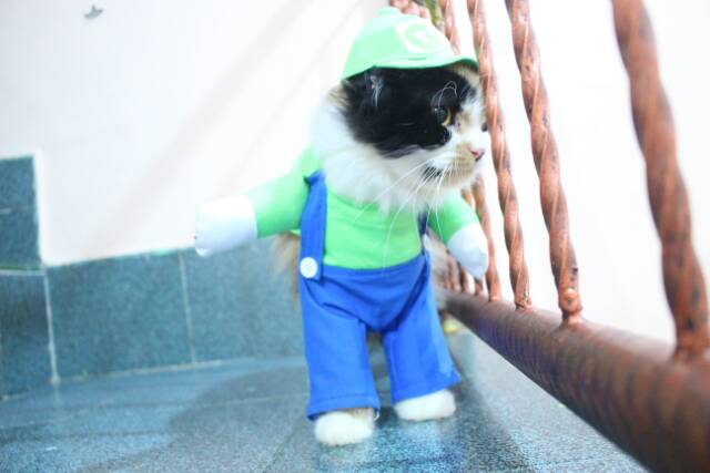 Kostum luigi untuk kucing dan anjing / baju kucing / aksesoris kucing lucu size S M L XL