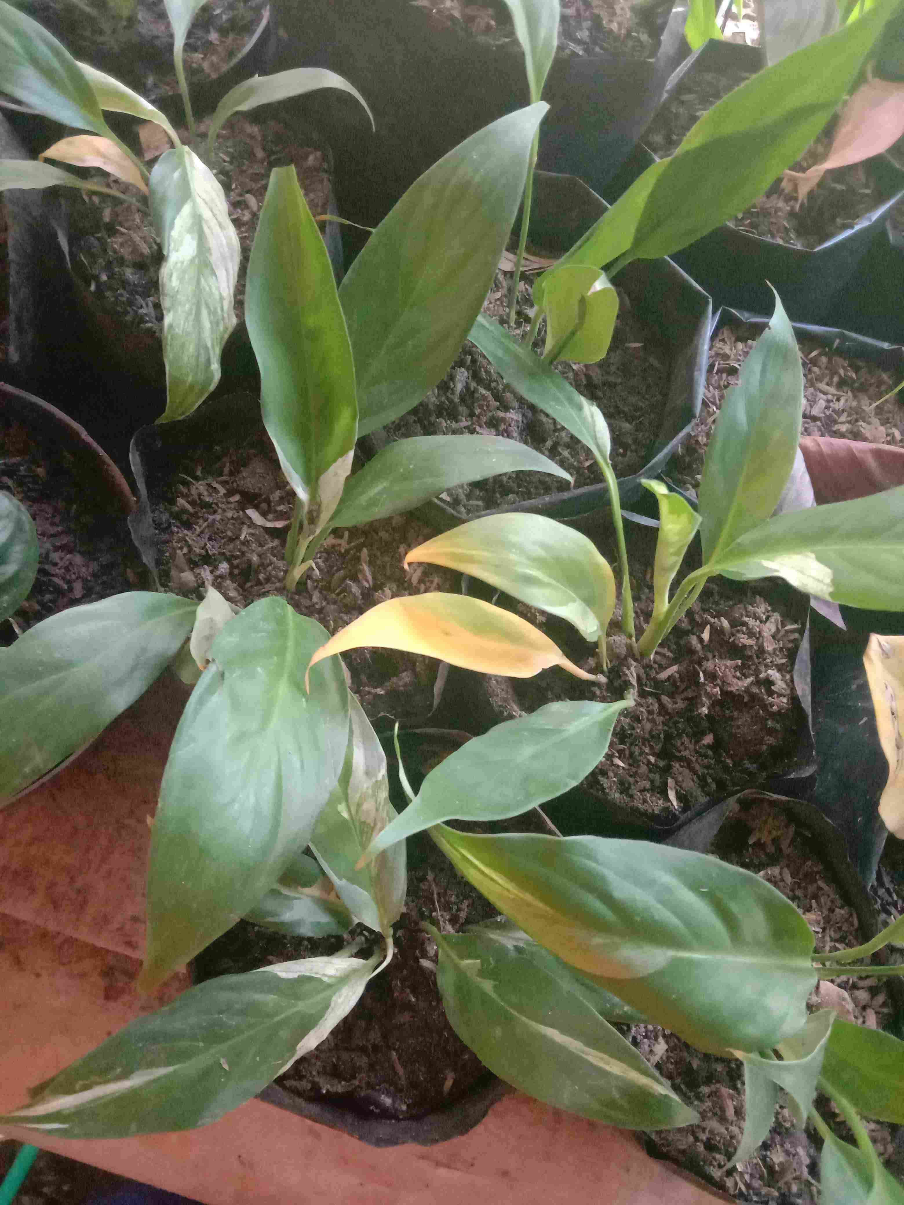 Peace Lily Sepatu Filum Sepatu Pilum Varigata Murah