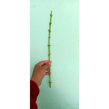 entres jambu kristal merah jumbo Banyuwangi