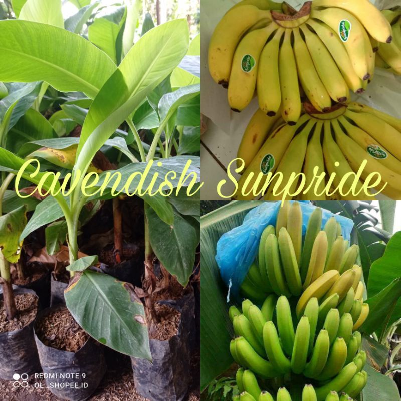 

Bibit Pisang Cavendish Sunpride