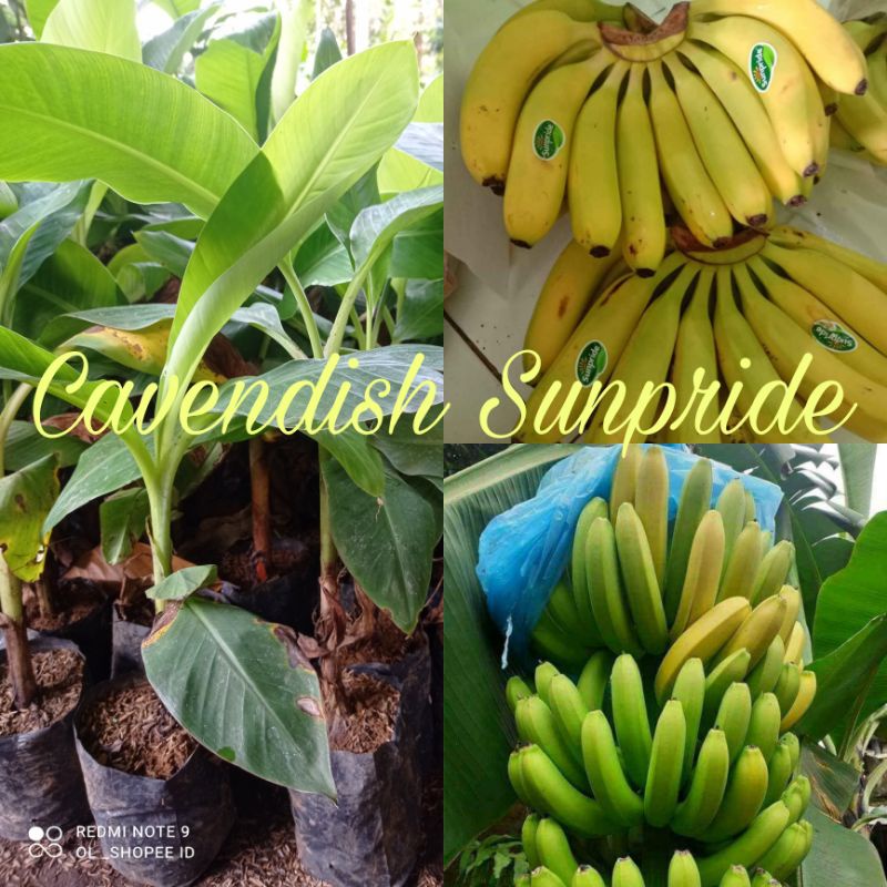 Bibit Pisang Cavendish Sunpride