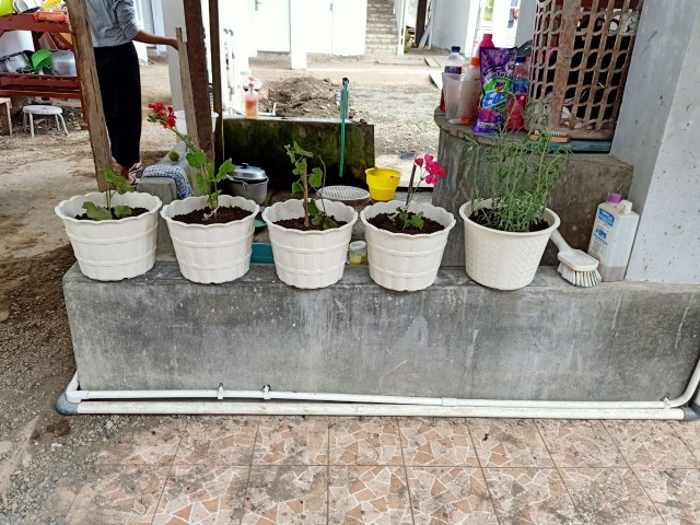 Tanaman Hias Geranium Merah Putih Pink Salem