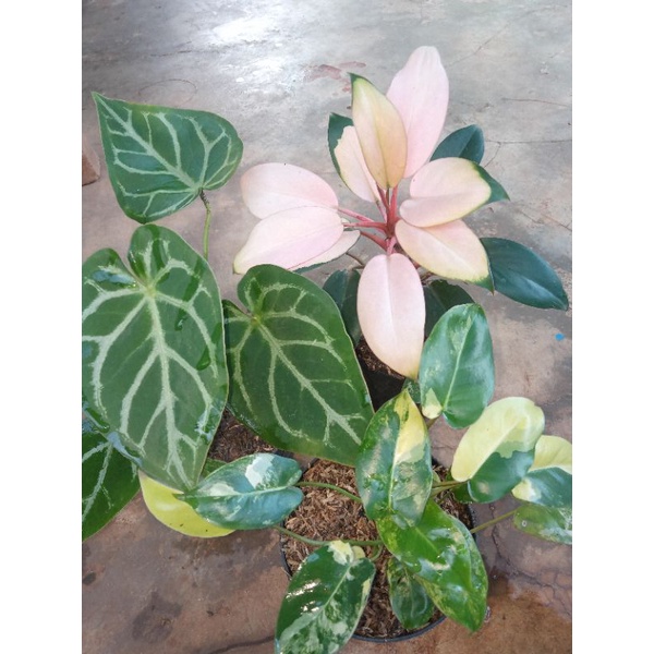Paket 3 tanaman /philodendron Congo / kuping gajah  / philodendron bluemark varigata