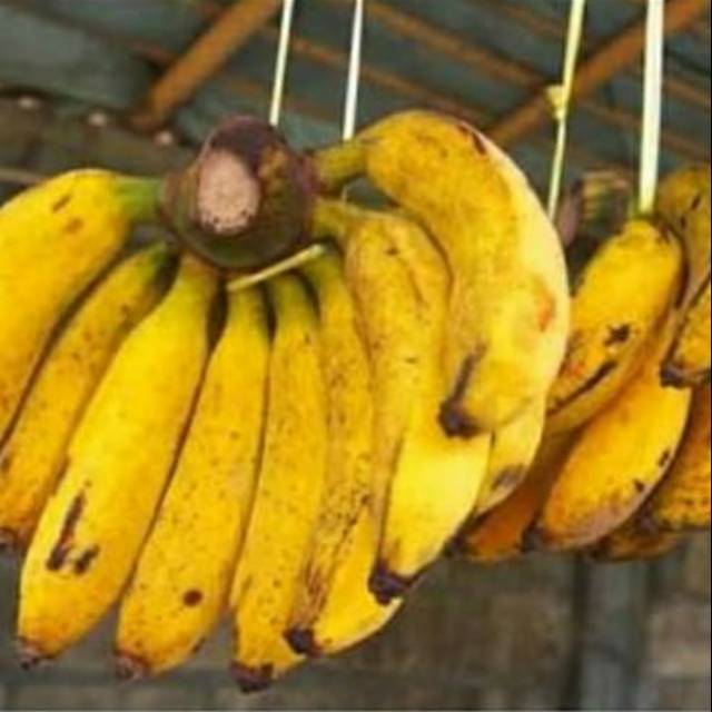 

Pisang raja cere