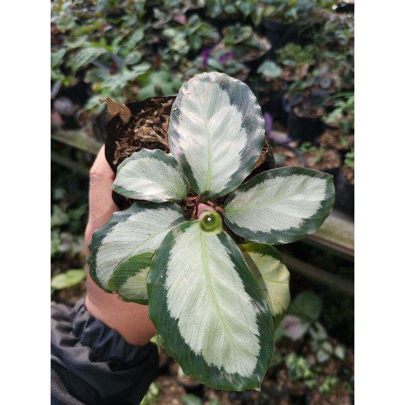 Tanaman hias hidup calathea drak star - hiasan taman bunga hidup