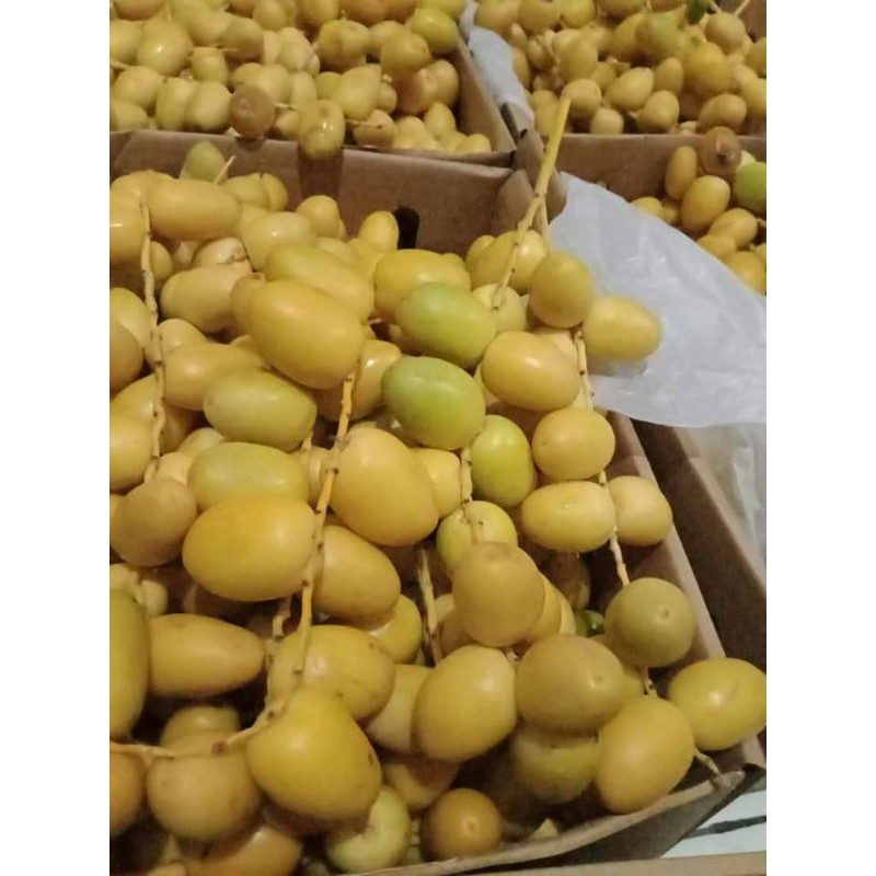 kurma muda 1kg /kurma barhee free tespeck