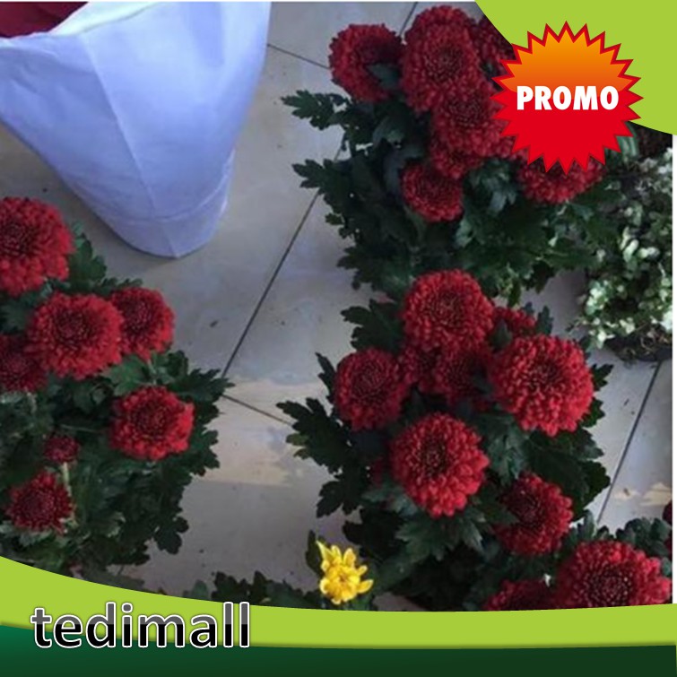 Tanaman Hias Bunga Krisan Merah Maroon Sudah Berbunga SUPER Kwalitas Harga Terjangkau / Bunga Hidup
