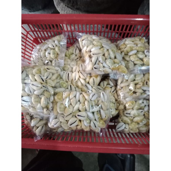biji congklak kerang warna kuning isi 100 pcs