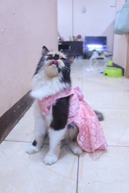 Dress renda satin pink lucu untuk kucing dan anjing / baju kucing murah size S-XL