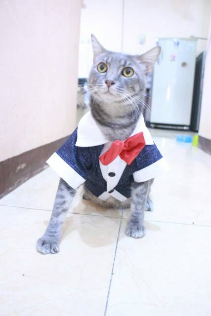 Tuxedo navi blink-blink lucu untuk kucing dan anjing size S M L XL