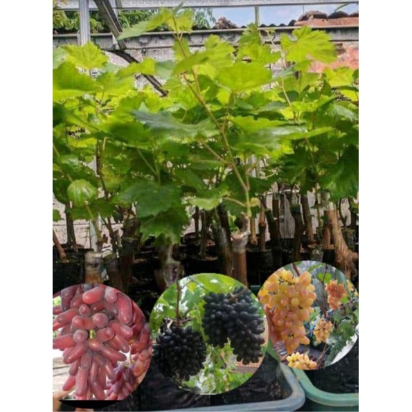 

anggur import super ginjah jupiter