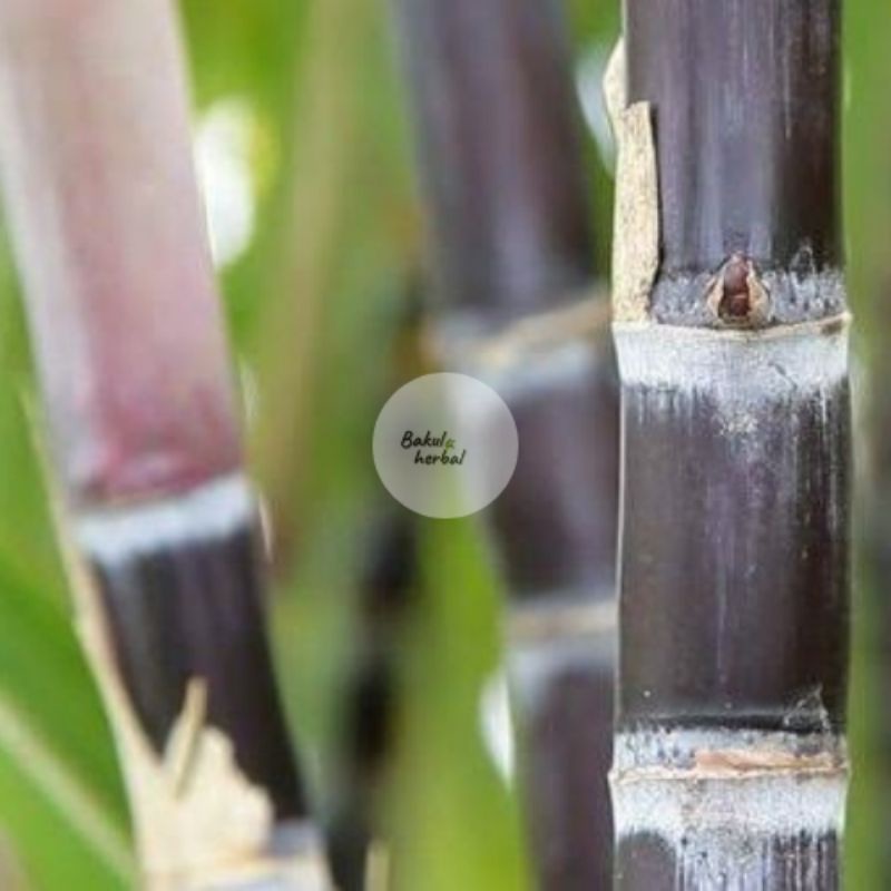 

Tebu Wulung Tebu Hitam Tebu Ireng 30 cm