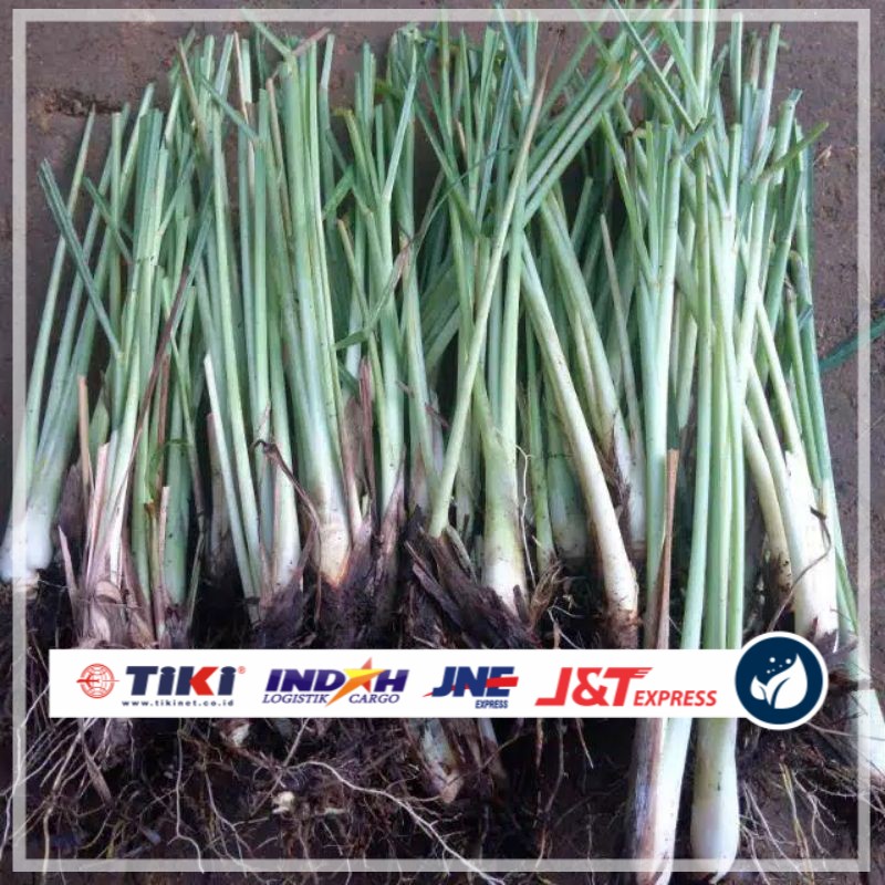 

Benih sereh masak termurah 100 gram