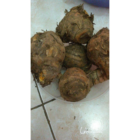 

1kg temulawak - temu lawak - segar - fresh - basah . obat lambung