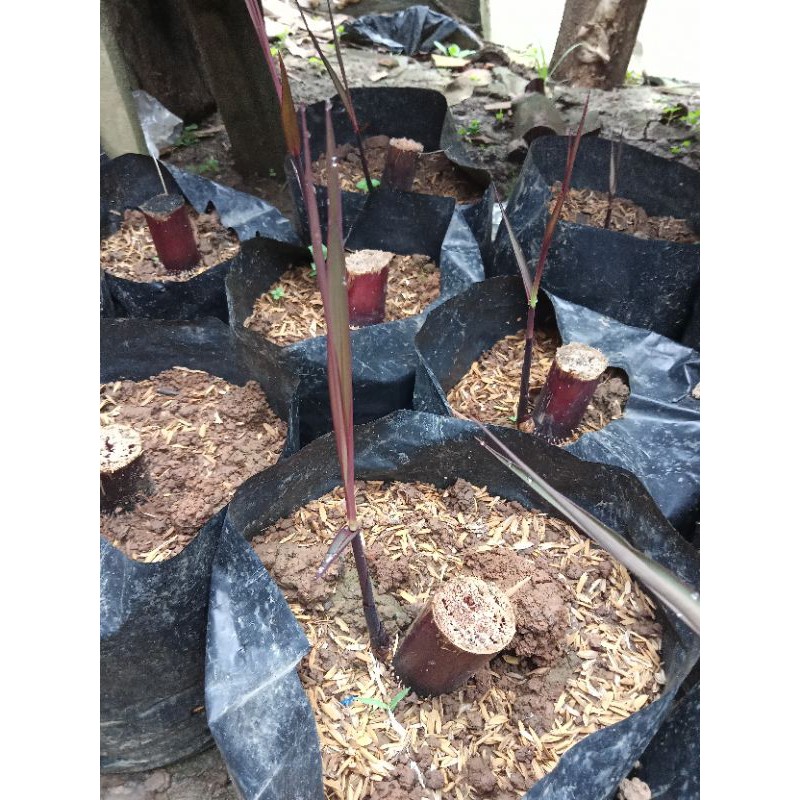 Bibit Tebu Hitam/Tebu Wulung Siap Tanam